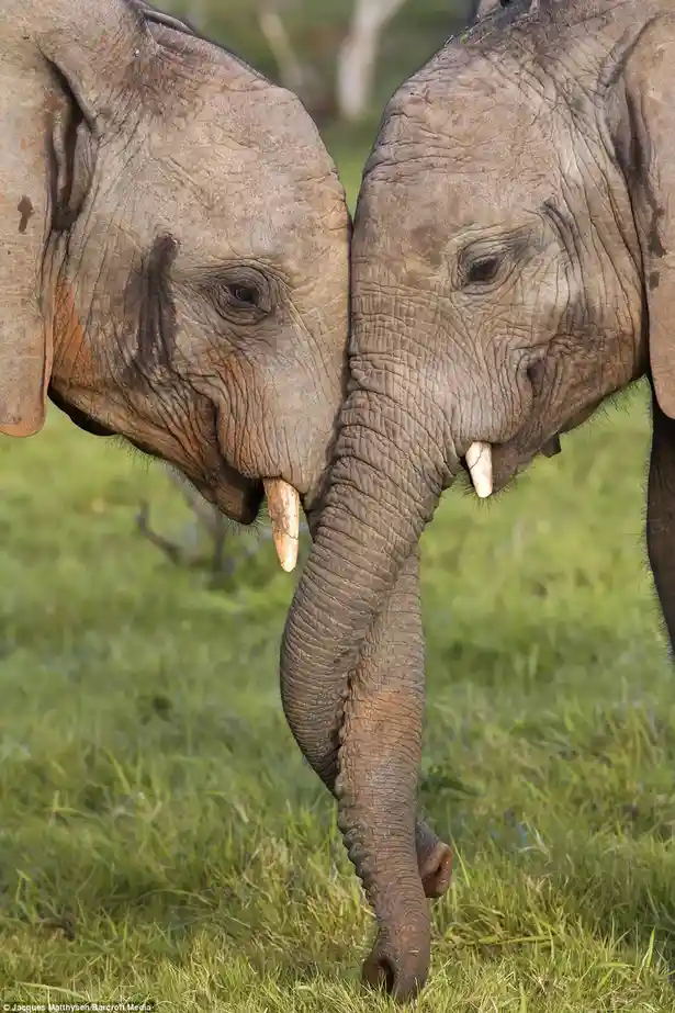 Two elephants are standing close together in a grassy field, their heads touching and trunks intertwined. The elephant on…
