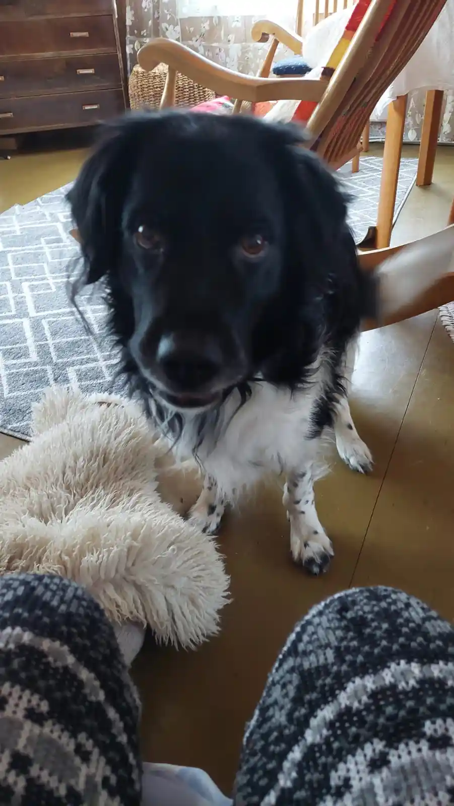 A black and white dog with expressive brown eyes looks directly at the camera from a low angle, appearing to plead. In the…