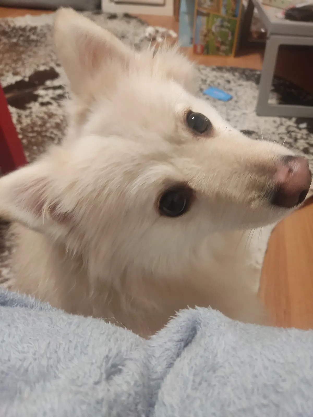 A close-up photo of a fluffy white dog with large dark eyes and perked ears, looking off to the side while resting on a blue…