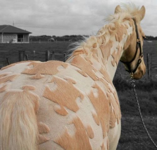 a light-colored horse with a distinctive patterned coat stands in a field, viewed from behind. The background is…