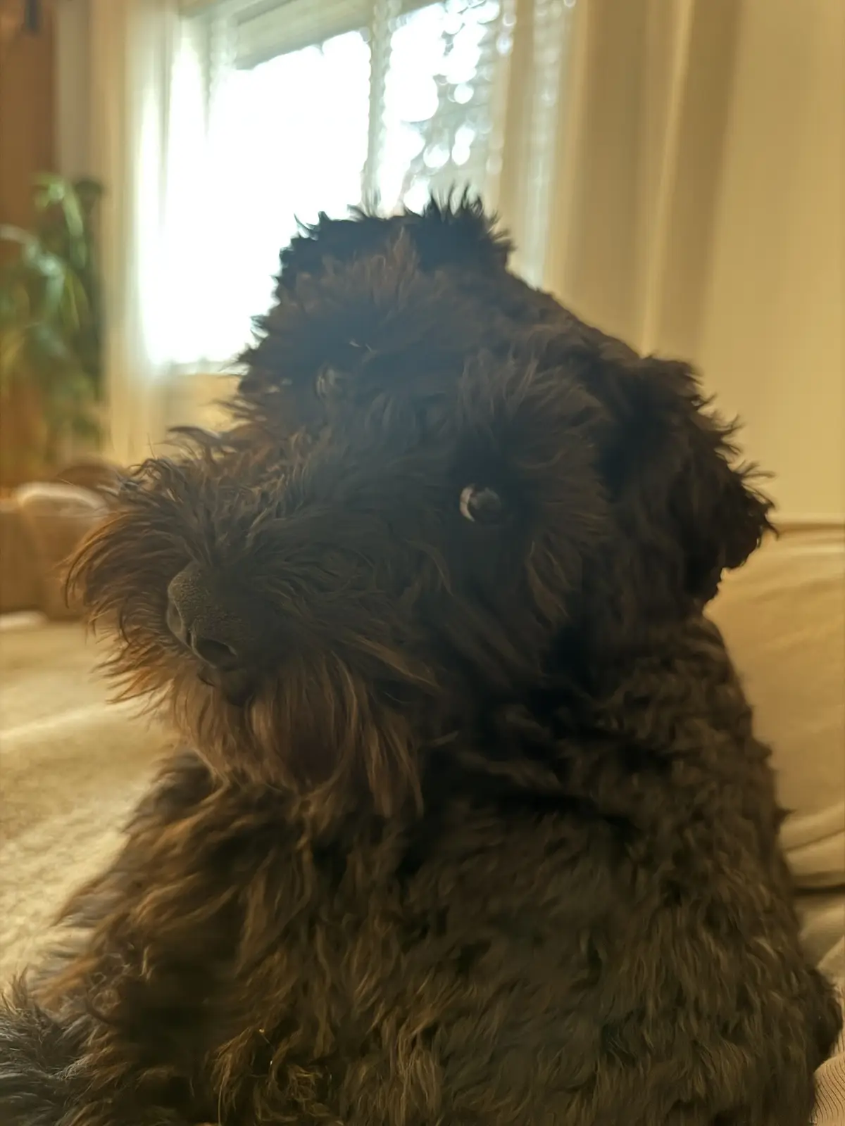 A close-up photo of a fluffy, dark brown dog with shaggy fur sitting indoors near a window, looking slightly to the side…