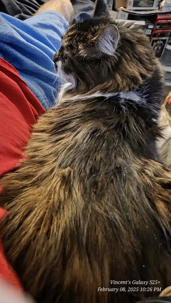 A close-up photo shows a fluffy brown and black cat sleeping peacefully on a person's lap, with the person wearing blue…