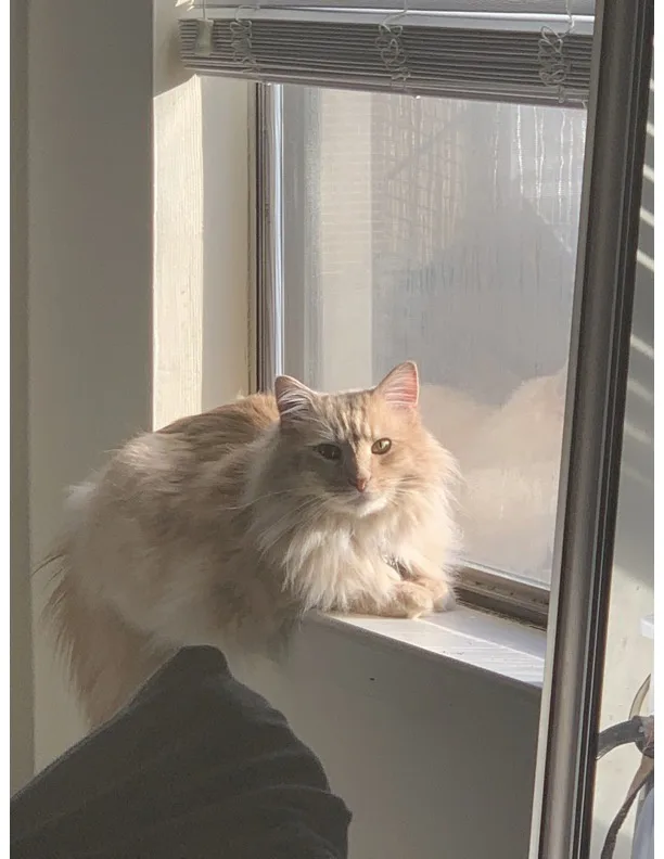 In Loving Memory of the Greatest Cat Ever