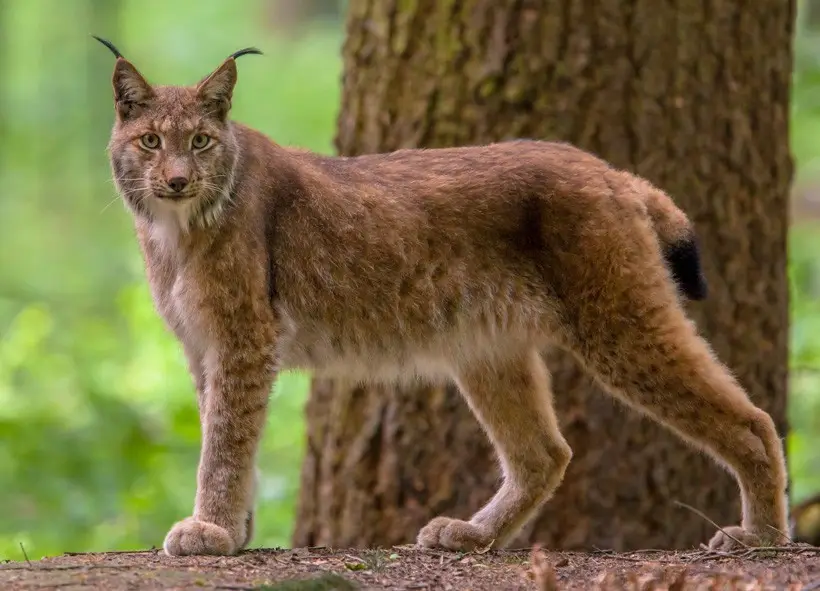 A lynx stands alert in a forest, its distinctive tufted ears and spotted brown fur visible. The overlaid text reads 'i'm not…