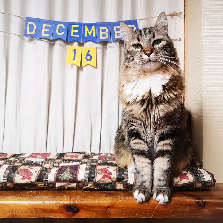 A fluffy tabby cat with green eyes sits regally on a festive, quilted cushion atop a wooden surface. Behind it, a blue and…