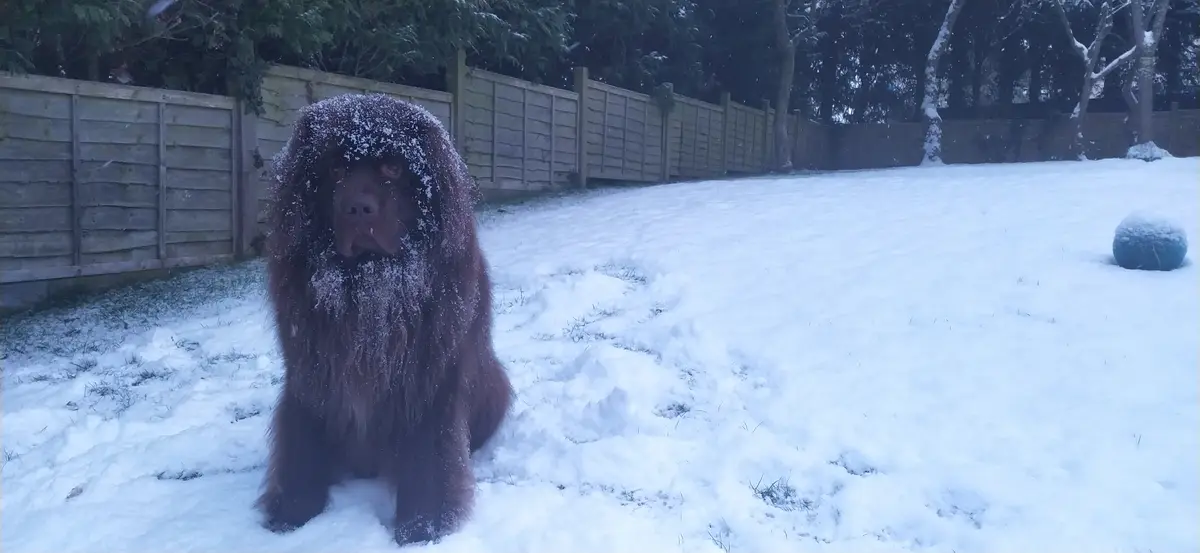 A large, reddish-brown dog with long, shaggy fur sits in a snowy backyard, snowflakes covering its head and shoulders…