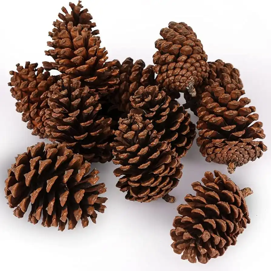 A pile of brown pine cones scattered on a plain white background, with no visible text or overlay. The image shows multiple…