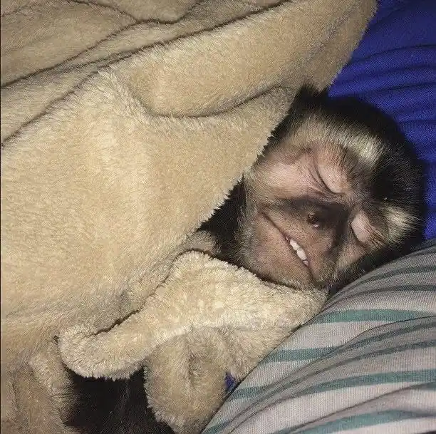 a monkey is sleeping under a beige blanket on a bed with striped sheets and a blue pillow, its face partially visible with…