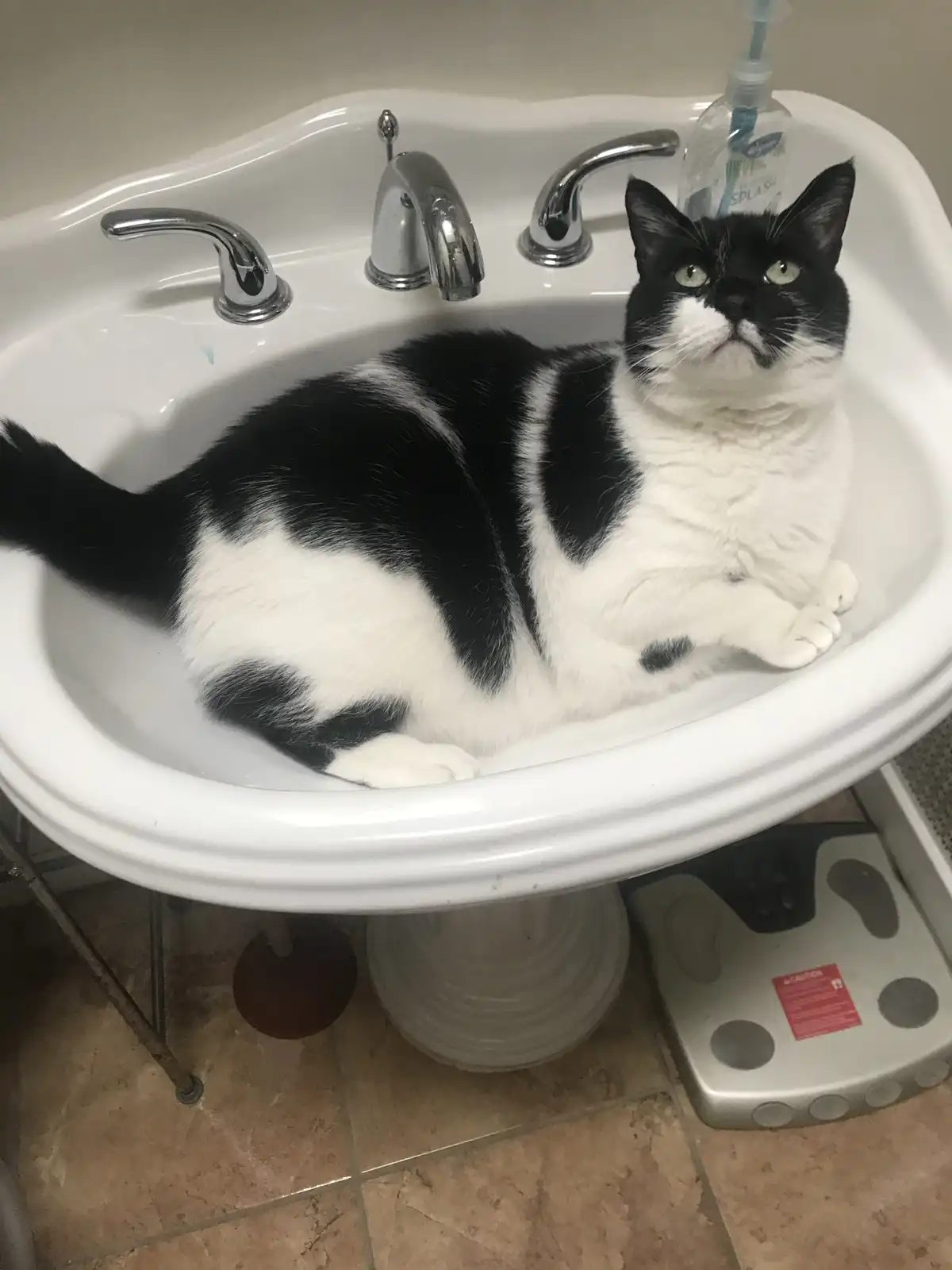 A black and white cat is lounging calmly in a white bathroom sink, looking directly at the camera with a slightly…