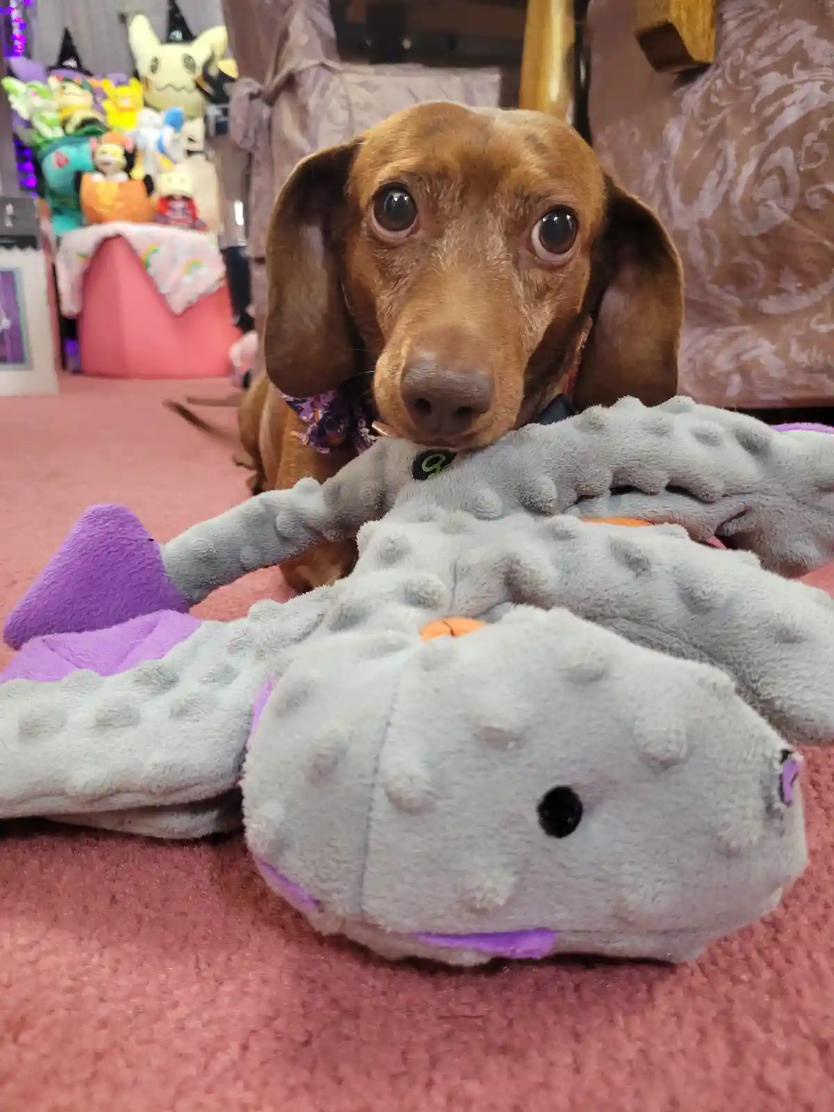 A brown dachshund with large, expressive eyes looks directly at the camera while resting its head on a grey plush toy shaped…