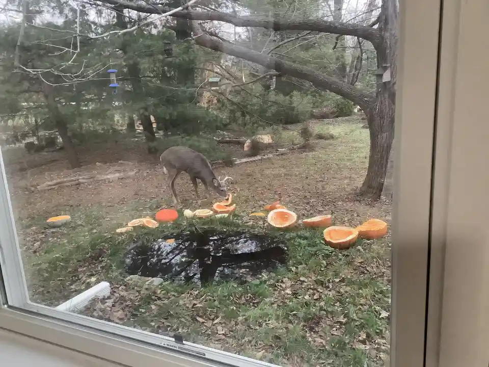 Buck's Pumpkin Feast: November 27, 2024