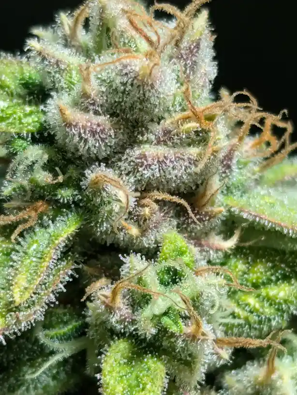 a macro photograph shows a dense cannabis bud with abundant green leaves, covered in crystalline trichomes and tangled…