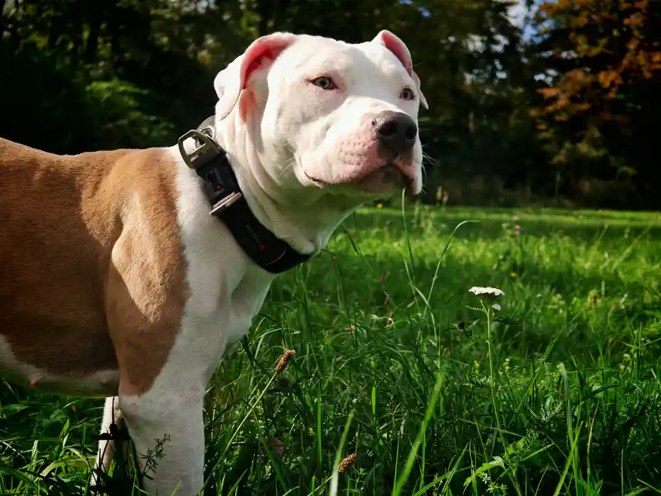 A white and tan pit bull-type dog with blue eyes stands in a sunlit grassy field, wearing a black collar. The dog looks off…