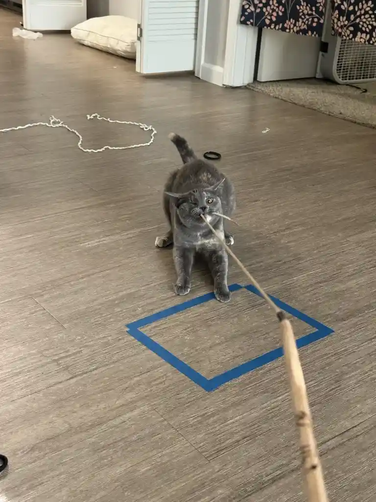 A gray cat sits inside a blue painter's tape square on a wooden floor, holding a string toy in its mouth while looking at…