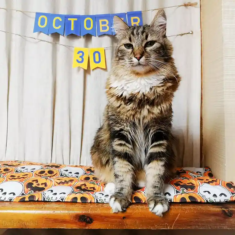A fluffy tabby cat with a white chest sits regally on a Halloween-themed cushion featuring pumpkins and skulls, positioned…