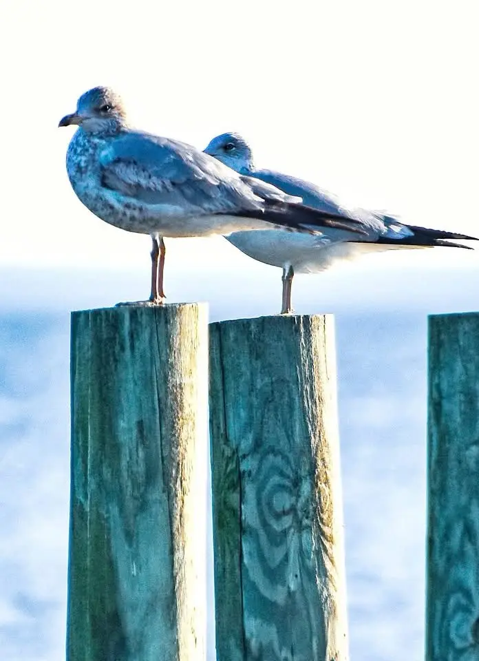 Two seagulls are perched on separate wooden posts against a bright, blurry background of water and sky. The bird in the…
