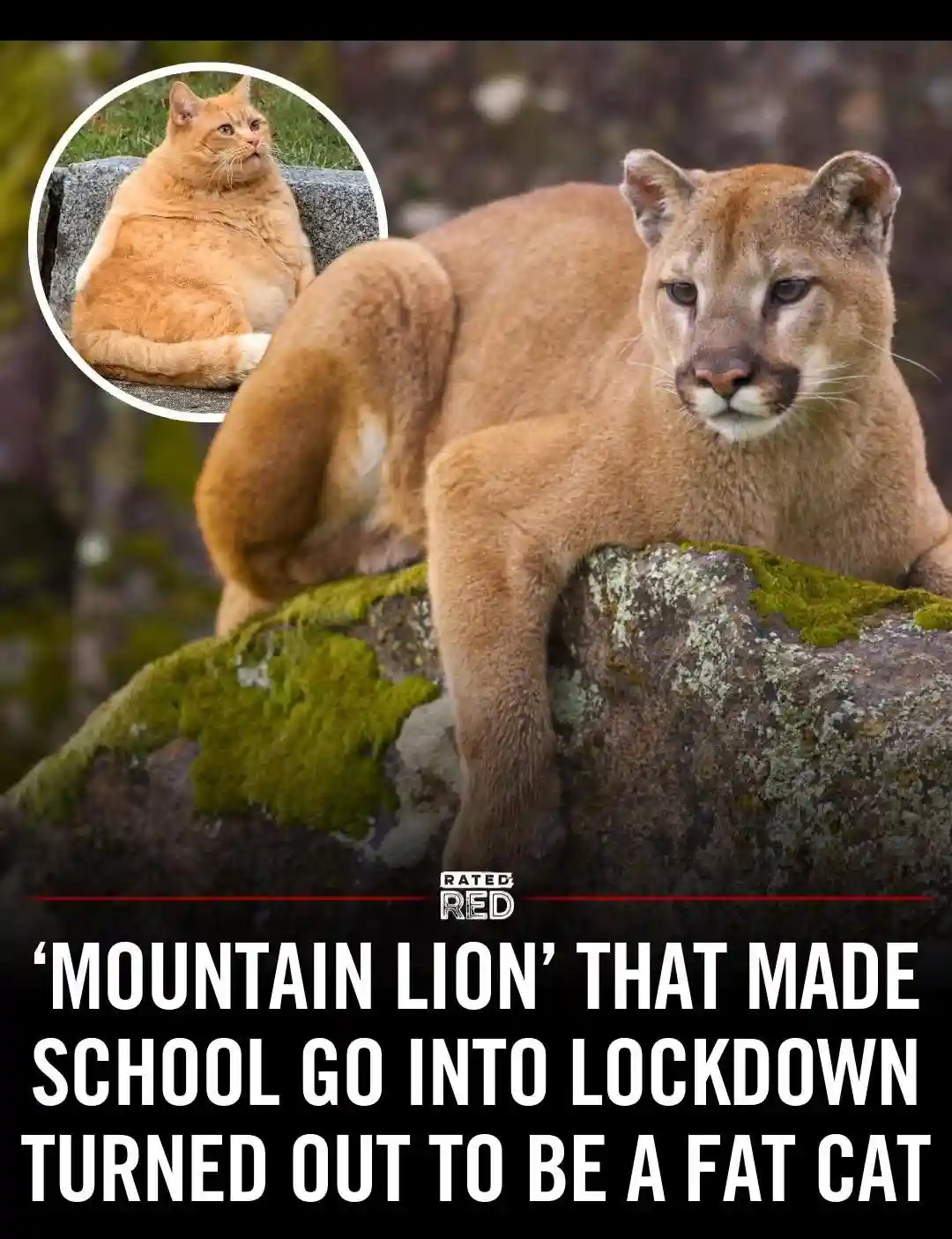 A large mountain lion is pictured lounging on a mossy rock, with a circular inset image of a plump orange tabby cat. The…