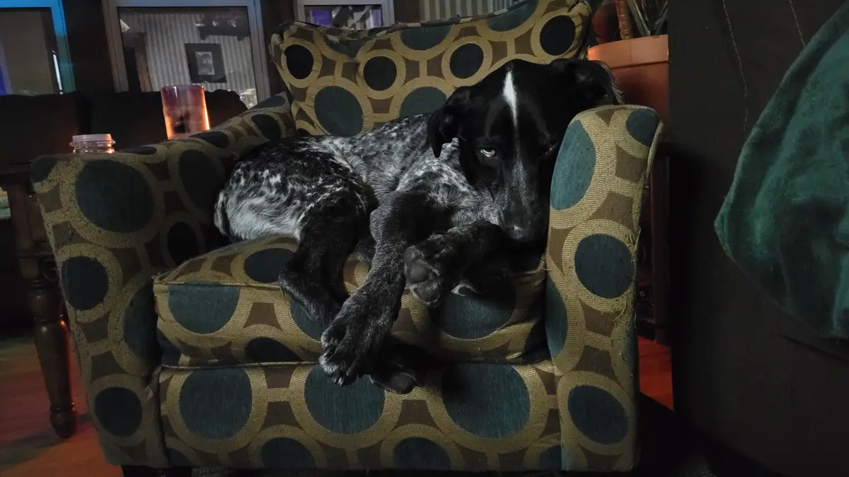 A black and white spotted dog with a white stripe on its head is lounging in a patterned armchair with a geometric circle…