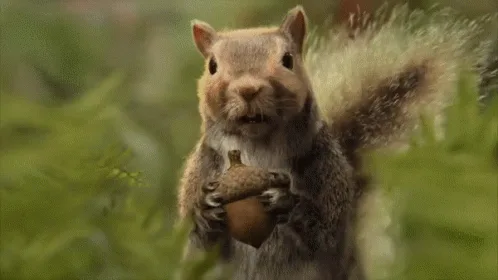 A sequence of six images shows a squirrel holding an acorn, progressively building the word 'Jugg..nard?' with each frame…