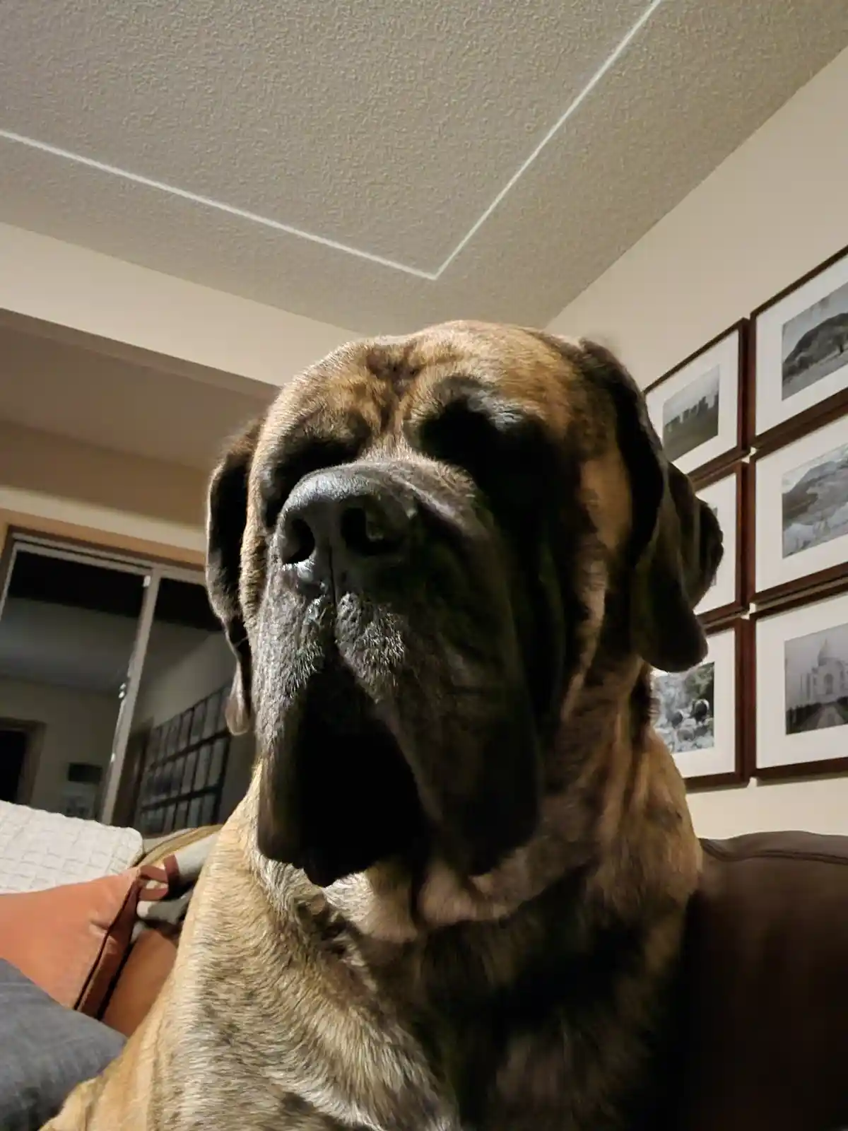 A close-up photo of a large, brindle-coated dog, likely a Mastiff, sitting on a couch indoors with a tired, droopy-eyed…