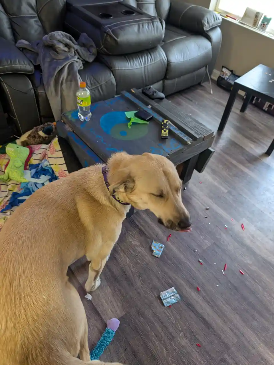 A light brown dog with a purple collar sits on a dark wood floor, licking its lips while looking down at scattered red and…