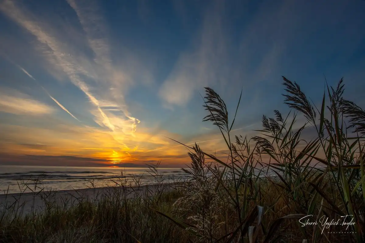 A serene beach sunset photo with tall grasses in the foreground silhouetted against a sky transitioning from orange near the…