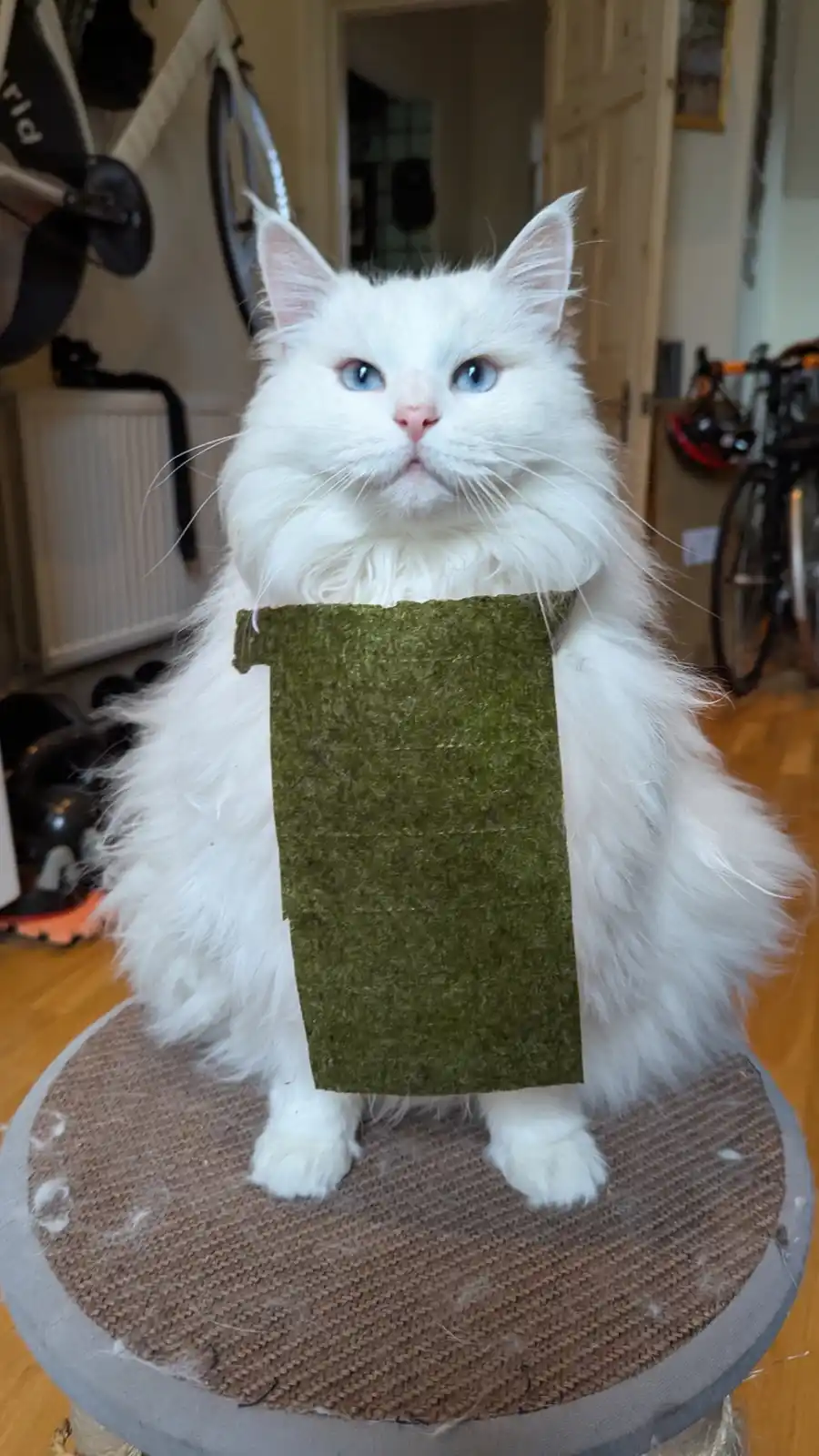 A fluffy white cat with blue eyes sits upright on a circular scratching post, wearing a green rectangular piece of seaweed…