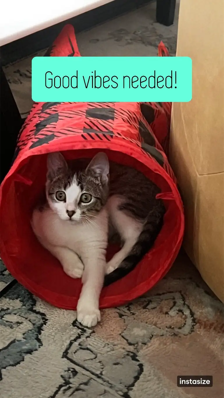 A tabby and white cat with wide, startled eyes sits inside a red fabric cat tunnel, looking directly at the camera. A teal…