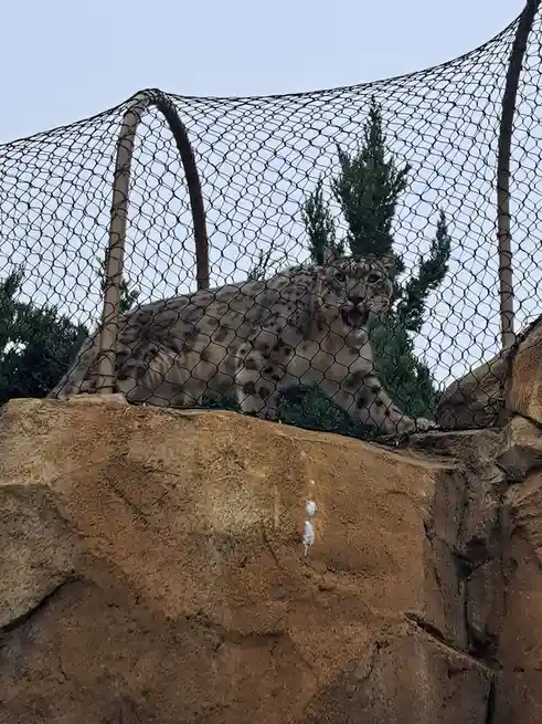 A snow leopard is seen behind a black net fence, lying on a brown rock ledge with its mouth open and tongue out, looking…