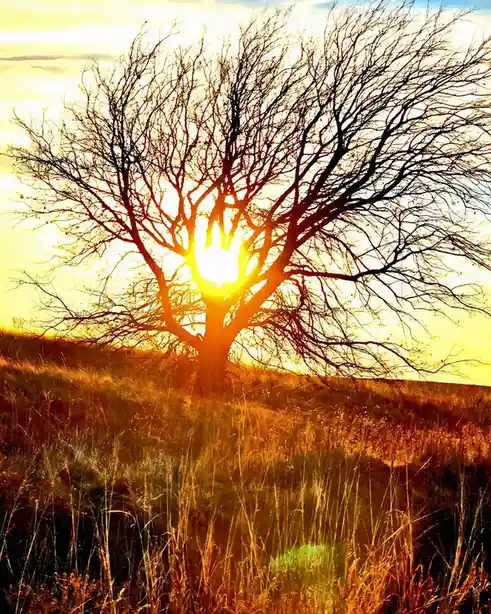A bare tree stands silhouetted against a bright, golden sunset, its intricate branches framing the sun. The foreground shows…