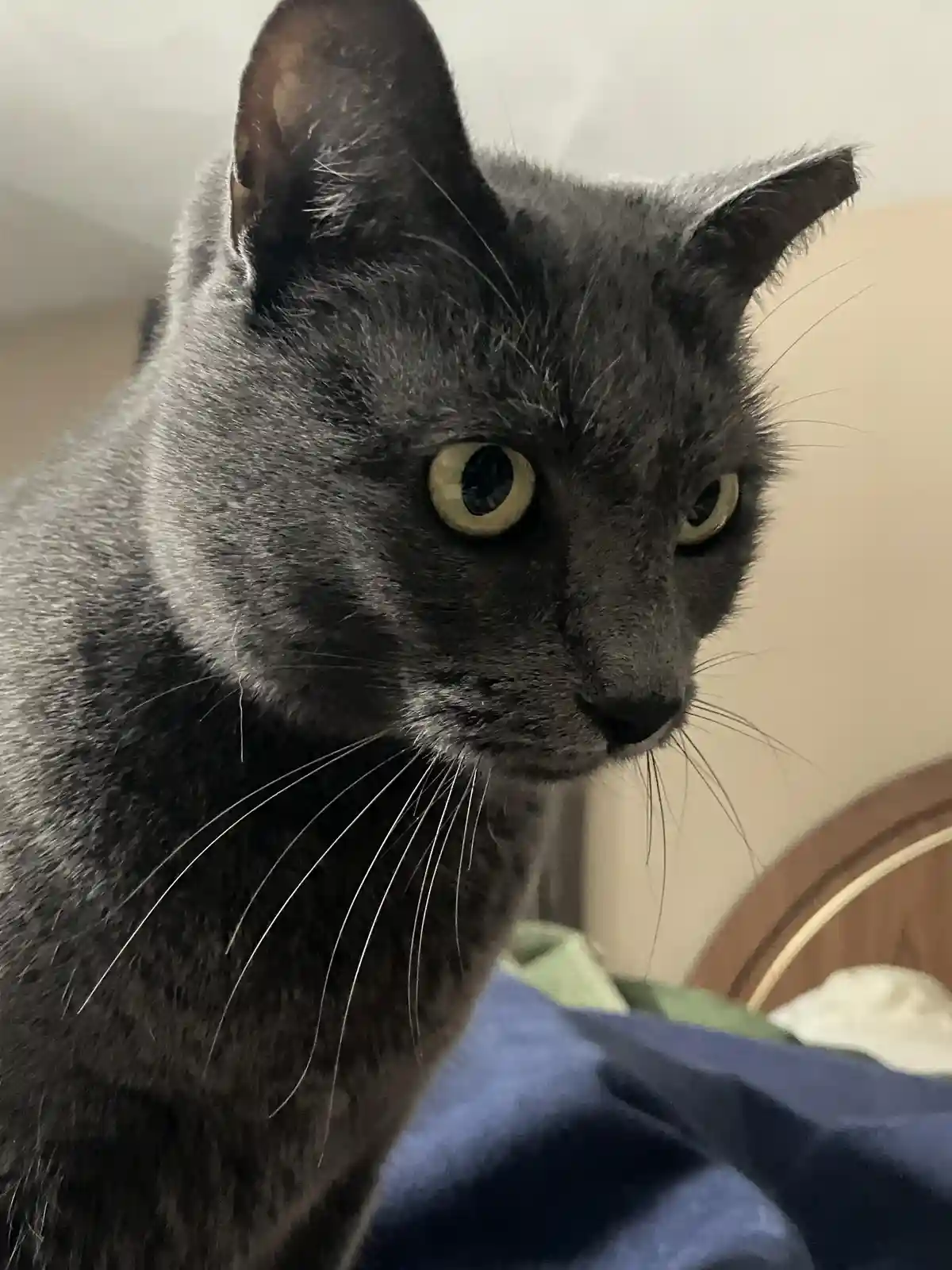 A close-up photo of a gray cat with wide, yellowish-green eyes staring intently off to the side, its expression conveying…