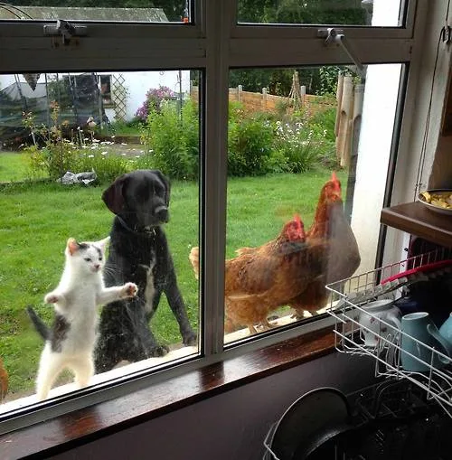 A white and gray cat stands on its hind legs on a windowsill, paws raised, looking out at a black dog and two chickens also…