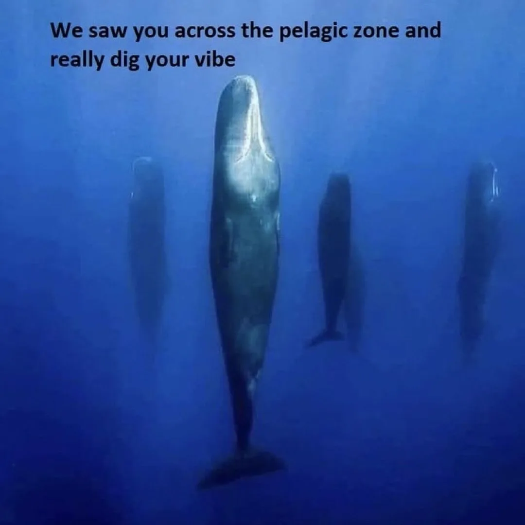 An underwater photo shows a group of whales, with one central whale facing the camera and others visible as silhouettes in…