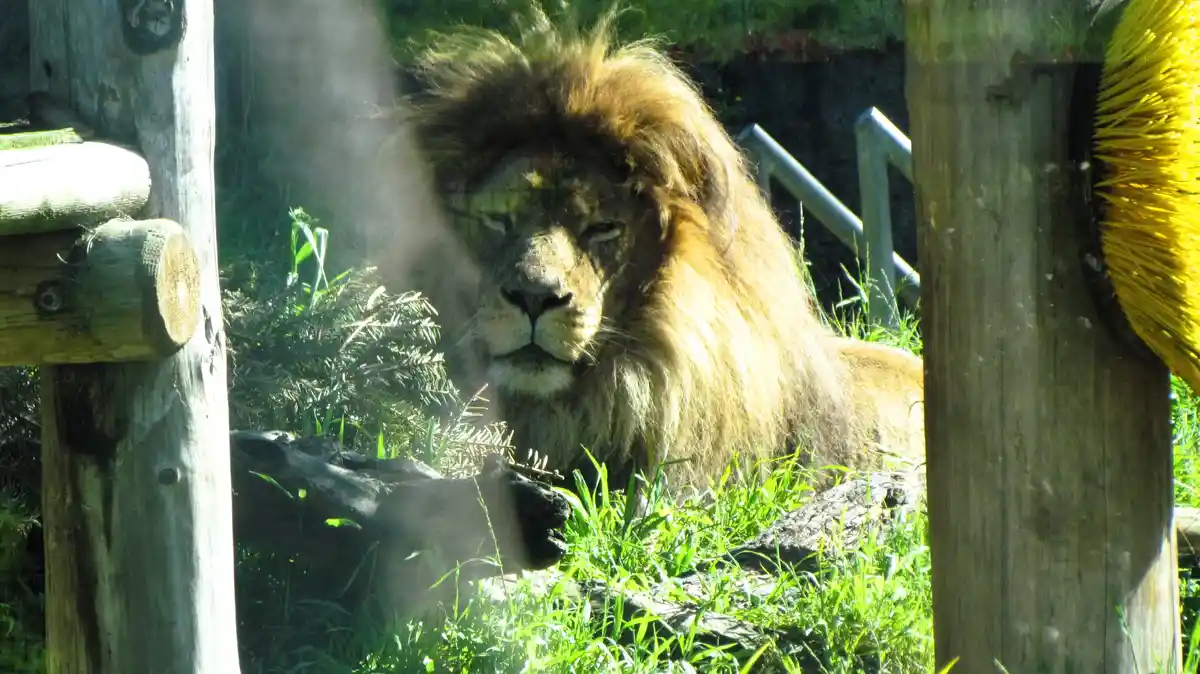 A male lion with a full mane is lying down in grass between wooden posts, looking directly at the camera with a calm…