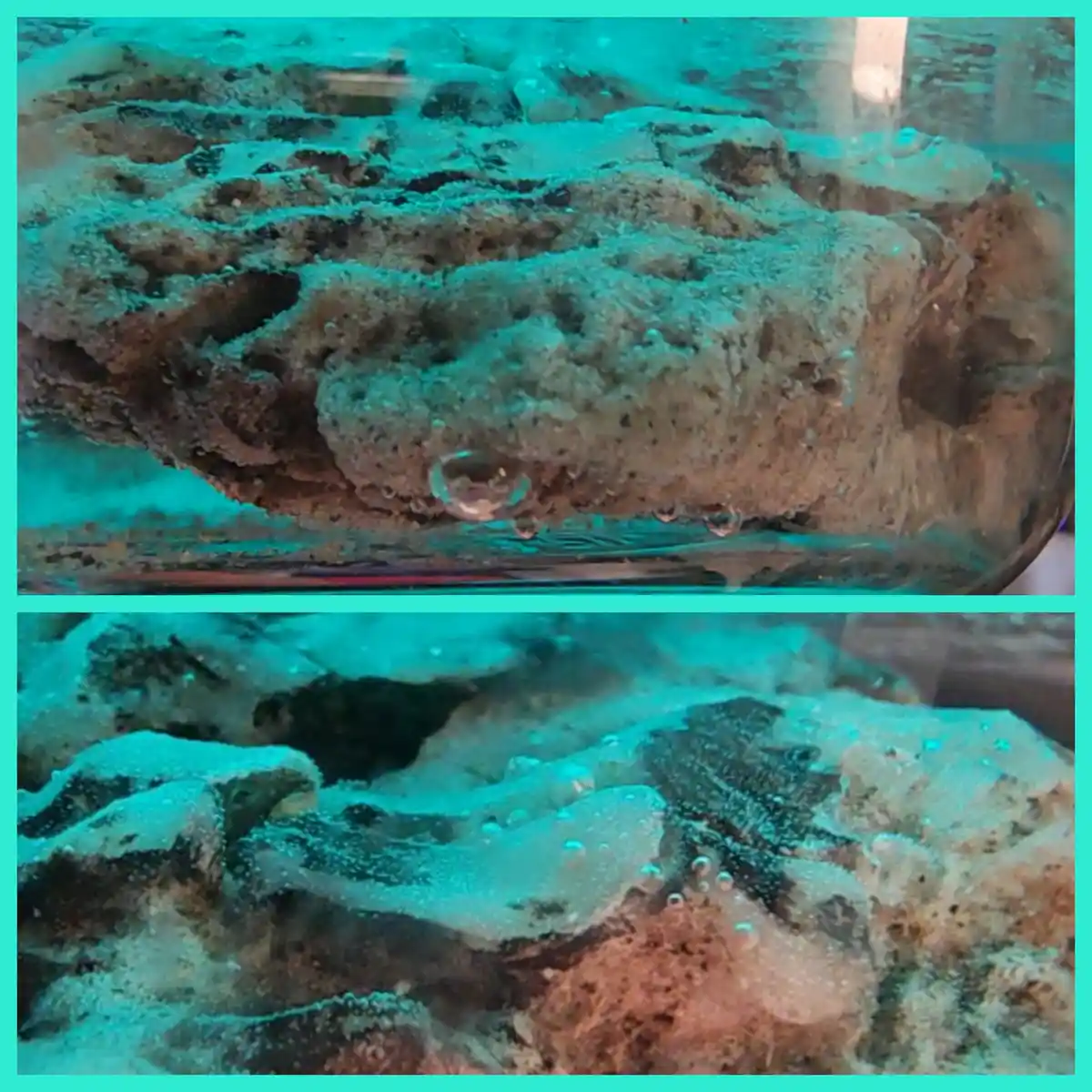 The image shows two photos of a porous, brownish sponge in an aquarium, with the top photo showing a single bubble forming…