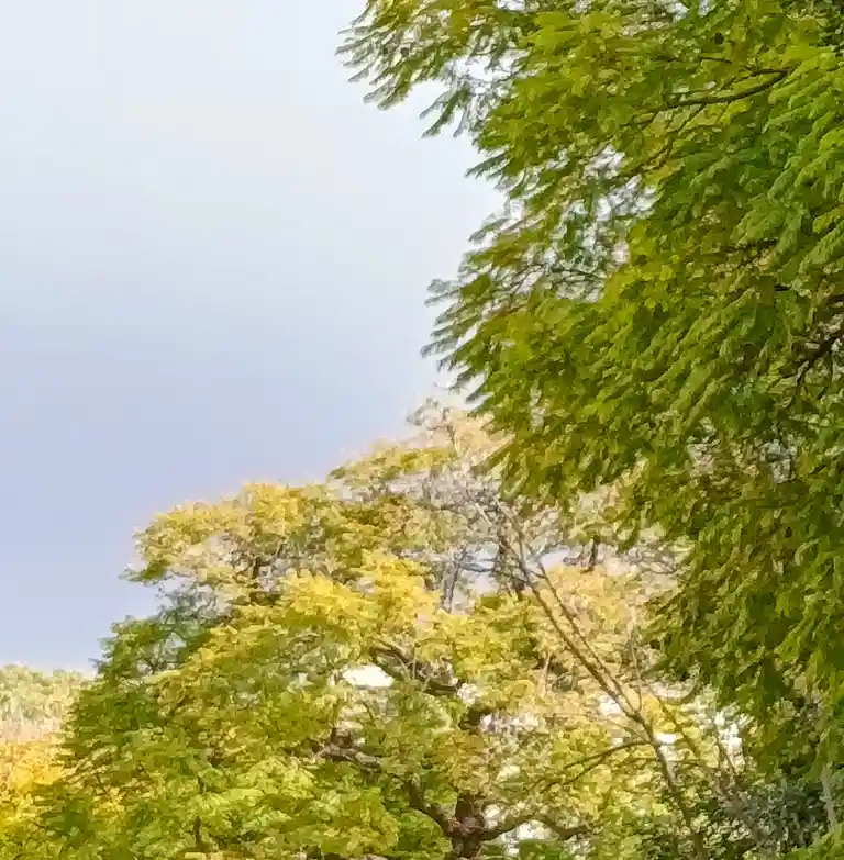 A blurry, painterly photo of lush green trees against a pale sky, with text overlaid that reads 'i'm not lazy, i'm in…