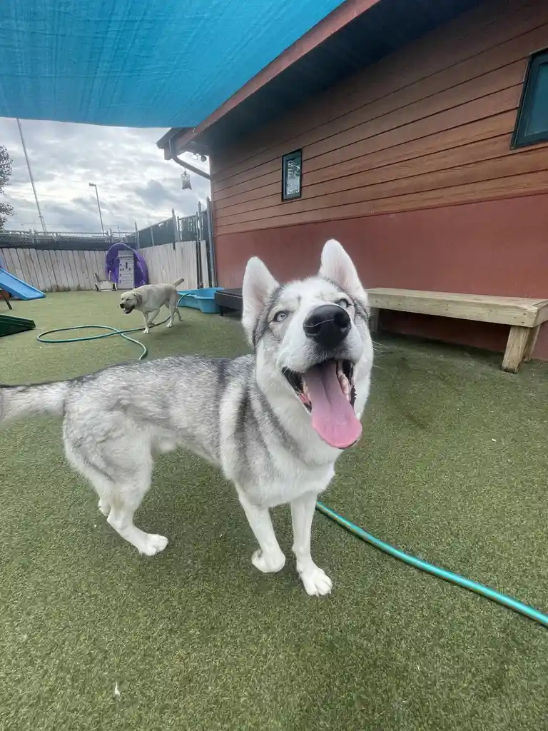 A husky with blue eyes and a wide open mouth, tongue out, looking upward with an expression that appears to be joyful or…