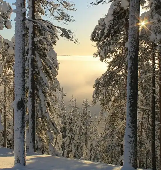 Nature's giants: The majestic trees.