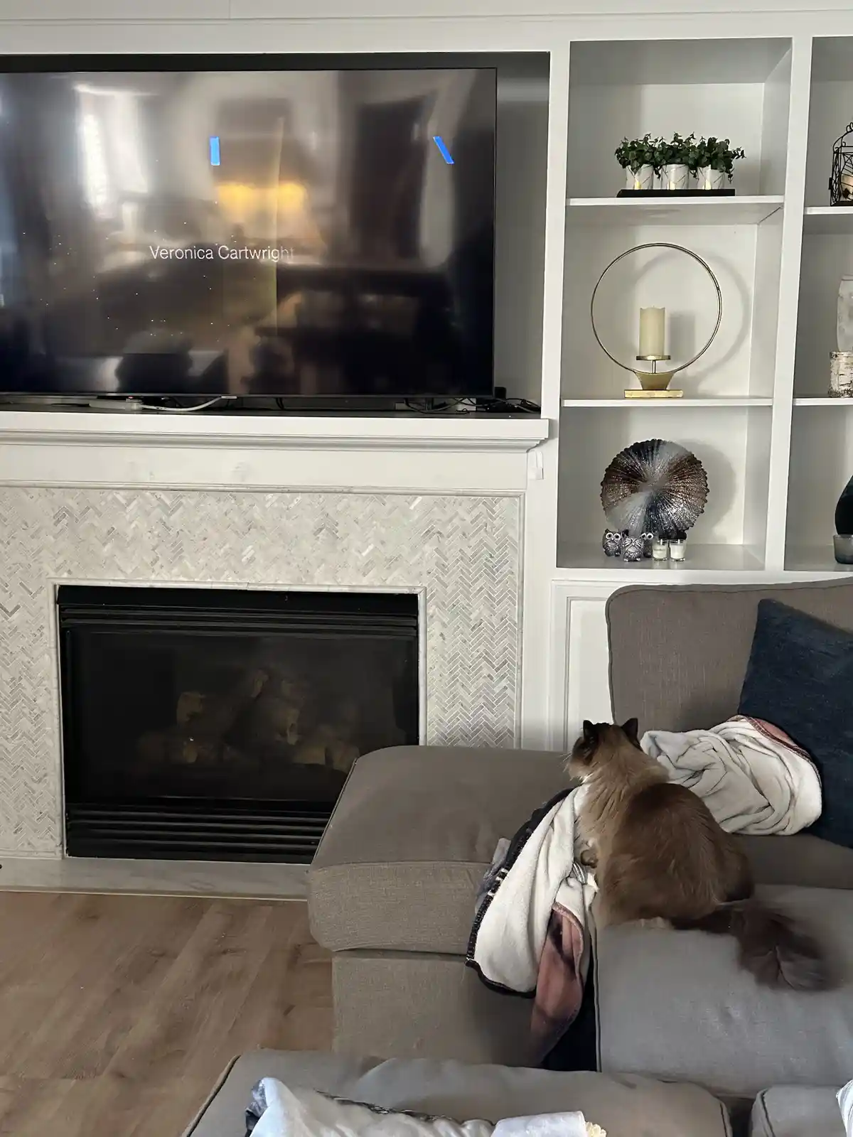 A fluffy cat sits on a gray couch, facing a TV screen that displays the name 'Veronica Cartwright' as if it were a movie…