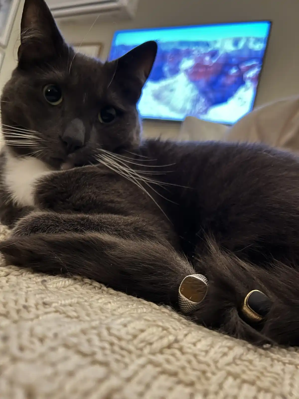 A dark gray cat with a white chest is lying on a textured beige blanket, looking directly at the camera with wide eyes. Two…