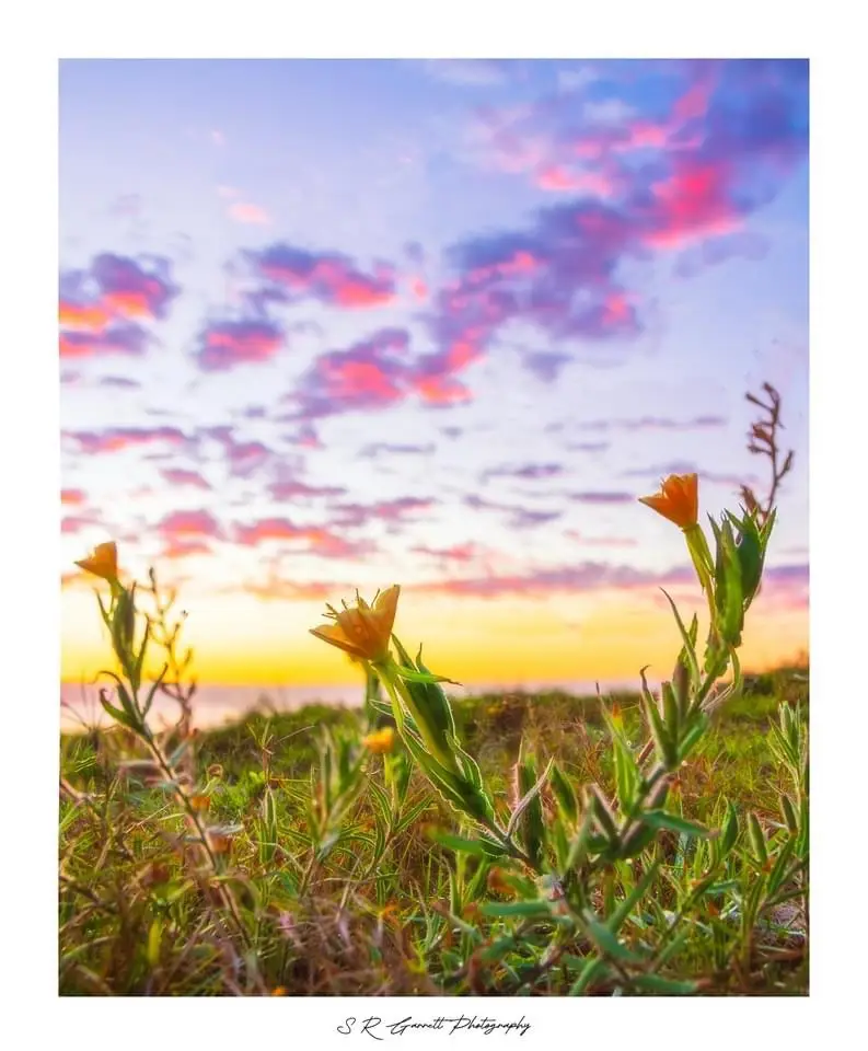 A low-angle photograph shows several orange wildflowers in a grassy field at sunset, with a vibrant sky of pink, purple, and…