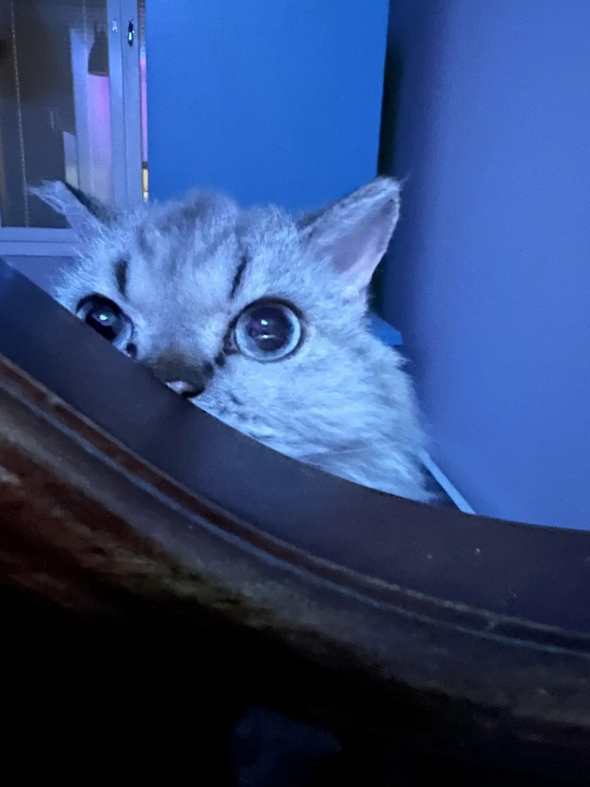 A small, fluffy gray kitten with wide, startled eyes peers over the edge of a dark wooden surface in a dimly lit blue room…