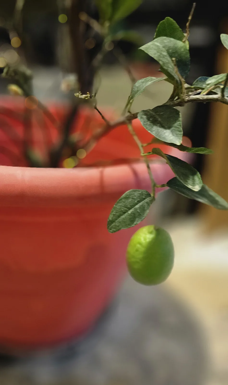 Celebrating Christmas with a Twist: My Dwarf Lime Tree Finally Gave Me Its First Fruit After 5 Years!