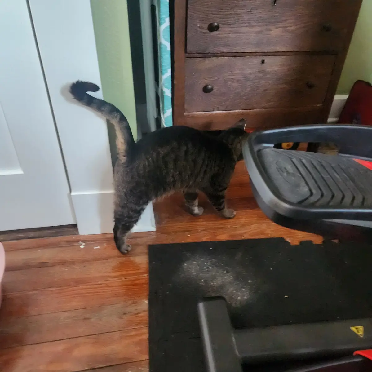 A tabby cat stands on a wooden floor next to a treadmill, its tail curved upward, appearing to be in a relaxed or…
