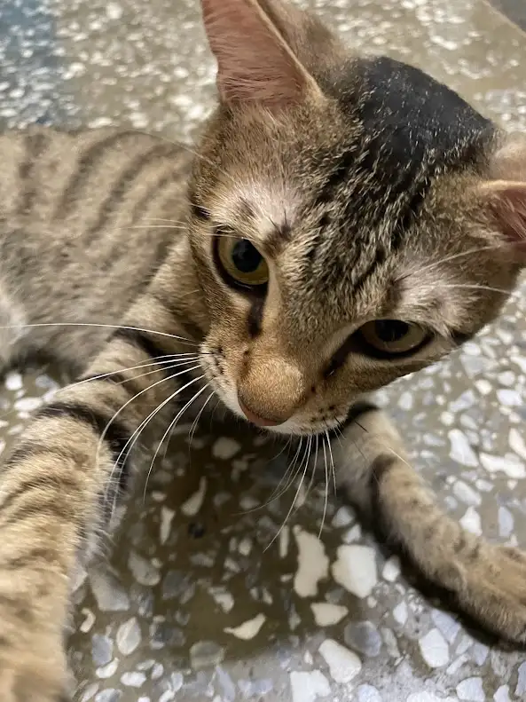 A close-up photo of a tabby cat lying on a speckled terrazzo floor, looking directly at the camera with a tired, unimpressed…