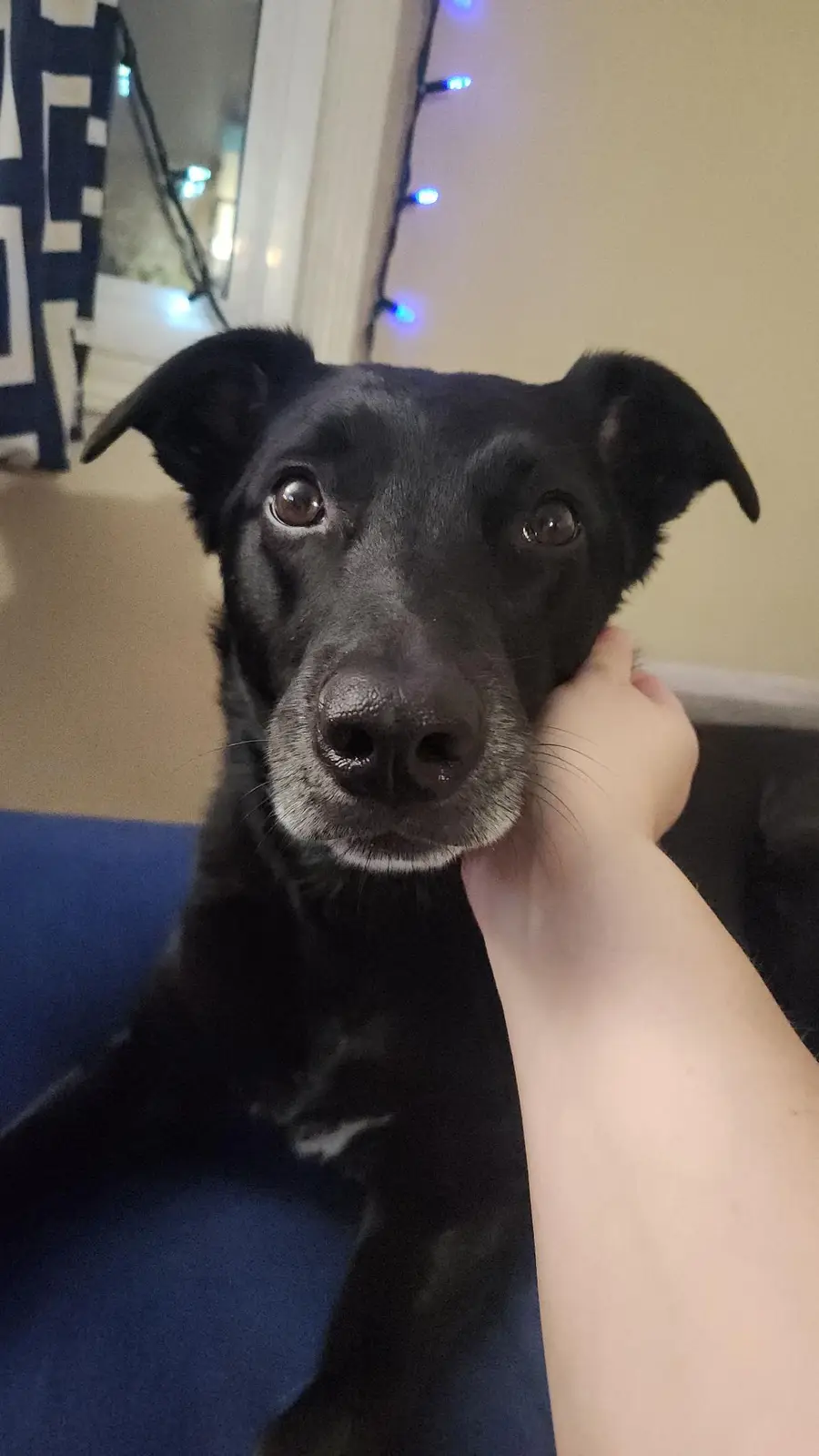 A close-up photo shows a black dog with large, expressive brown eyes looking directly at the camera while a human hand…