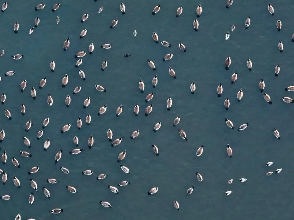 An aerial view shows hundreds of geese floating on a large body of water, scattered across the frame. The geese are mostly…
