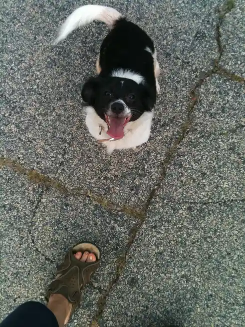 A black and white dog with a happy, panting expression looks up at the camera from a gravel surface, while a person's foot…