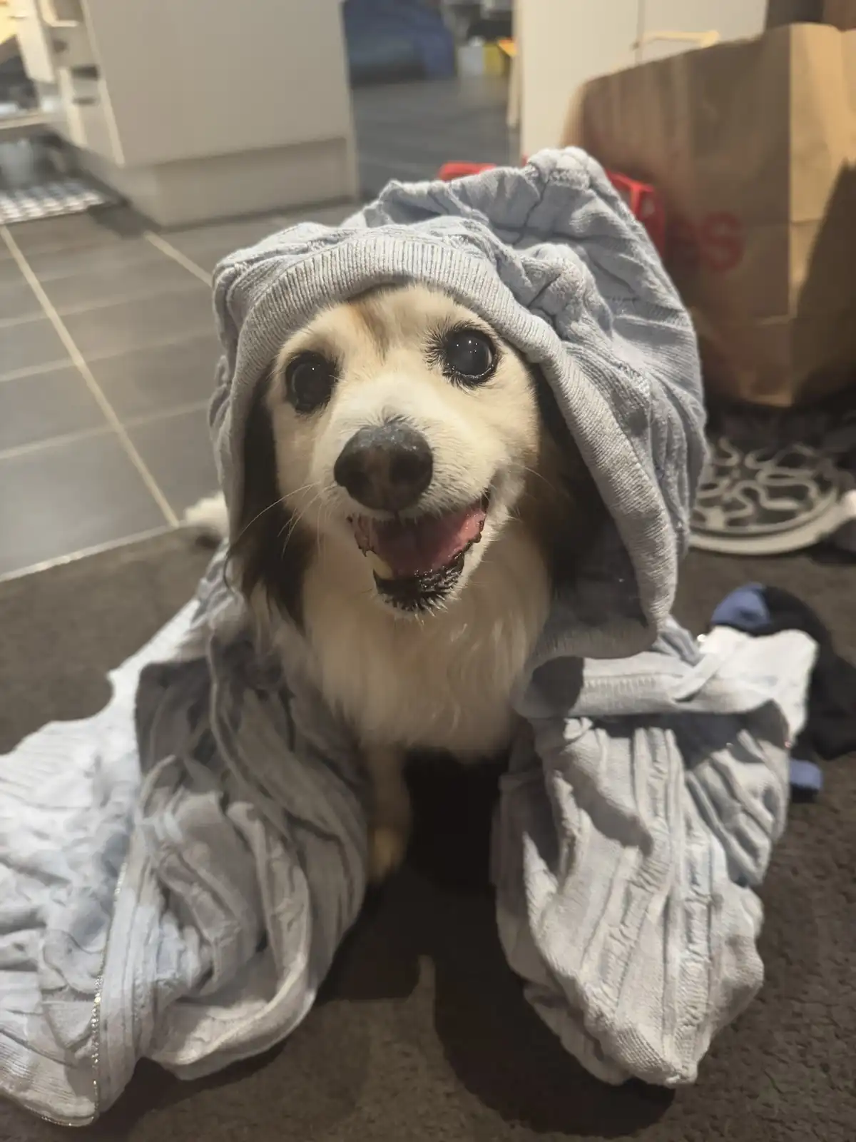 A small, fluffy dog with large dark eyes and a happy expression sits on a carpet, wearing a light gray, oversized hoodie…