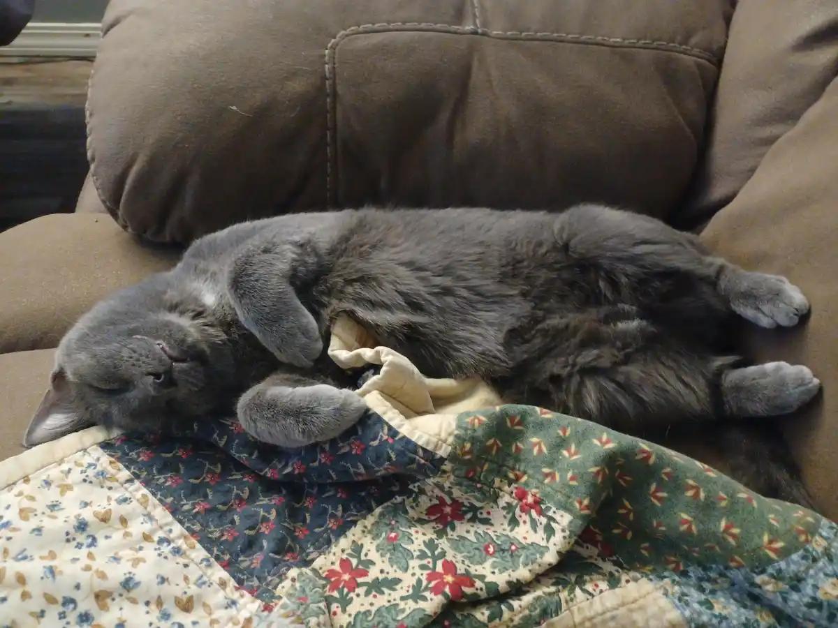 A gray cat is sleeping on its back on a brown couch, partially covered by a floral quilt. The cat's belly is exposed and its…